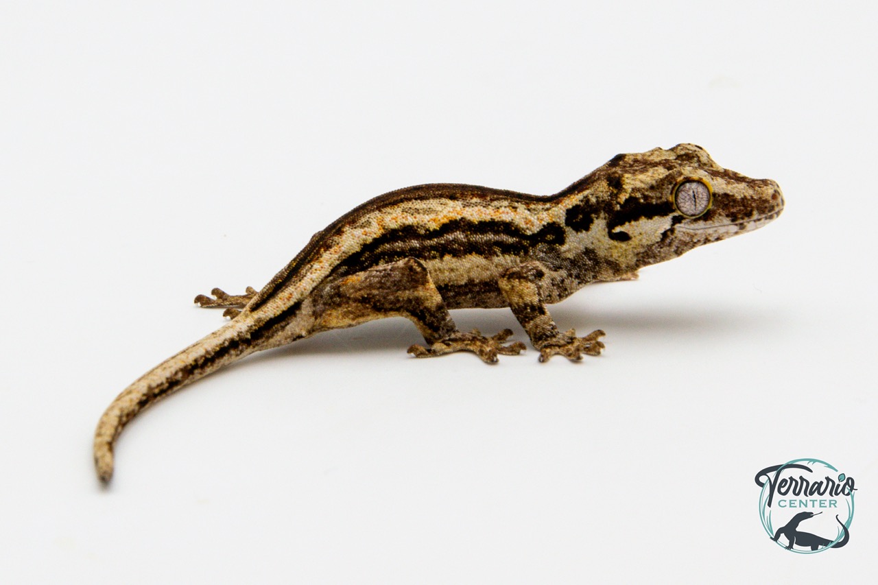 Rhacodactylus auriculatus - Gecko gargouille - 19 - NCUE - PH2024021418104939