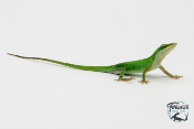 Anolis carolinensis - Anolis vert