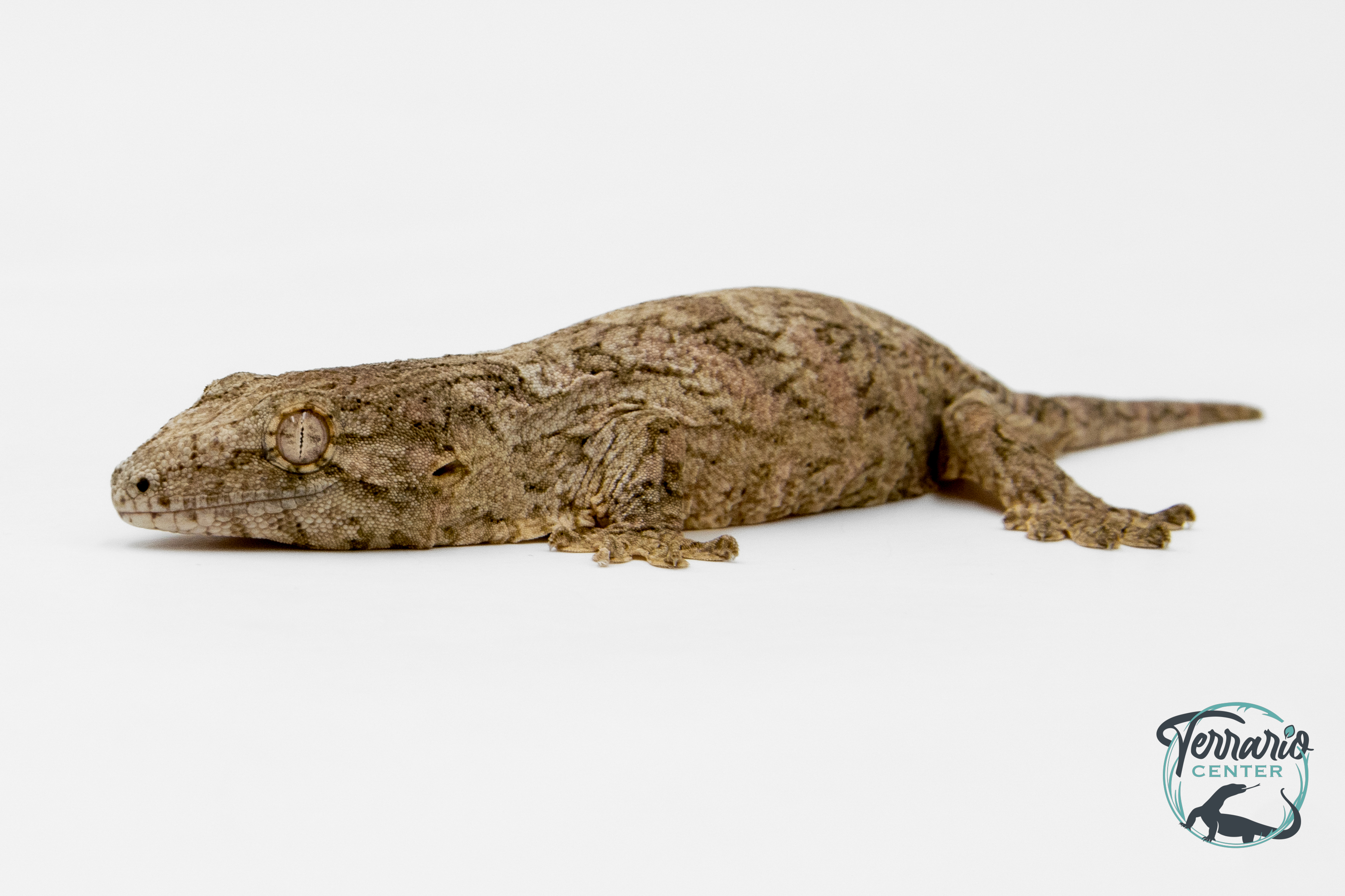 Rhacodactylus leachianus - Gecko géant de Nouvelle-Calédonie Nuu Ami