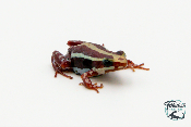 Epipedobates tricolor - Dendrobate tricolor