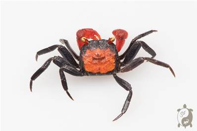 Crabes