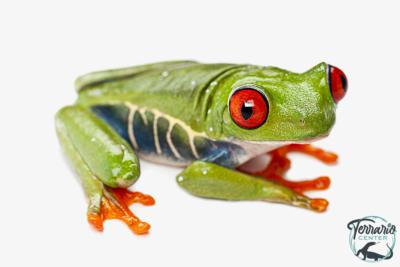 Agalychnis callidryas - Rainette au yeux rouges  