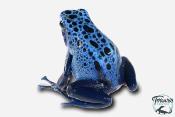 Dendrobates Azureus - Dendrobate Bleu