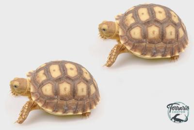 Duo Centrochelys sulcata 8/10 cm - Tortue sillonnée
