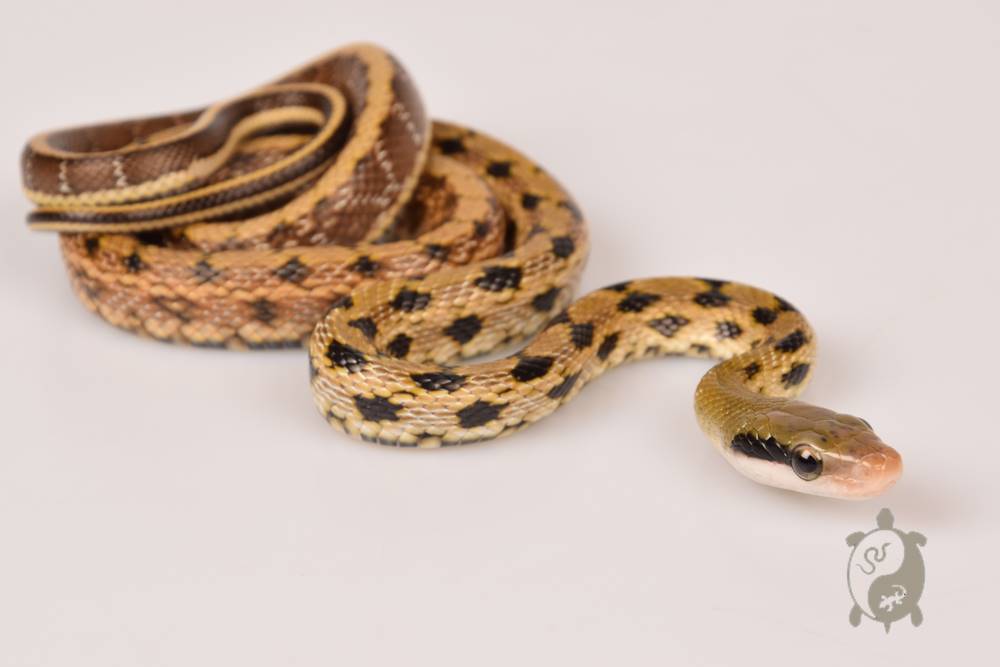 Orthriophis taeniurus friesei - Serpent ratier ligné de Taïwan