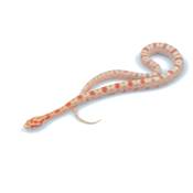 Serpent des blés - Pantherophis guttatus Okeetee Albinos