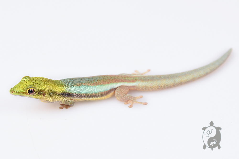 Phelsuma klemmeri - Gecko néon