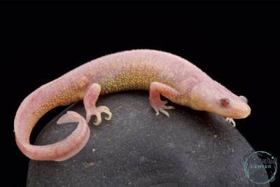 Pleurodeles waltl - Pleurodèle de Walt - Leucistic