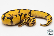 Python royal - Python regius Enchi Pastel