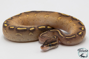 Python royal - Python regius Highway