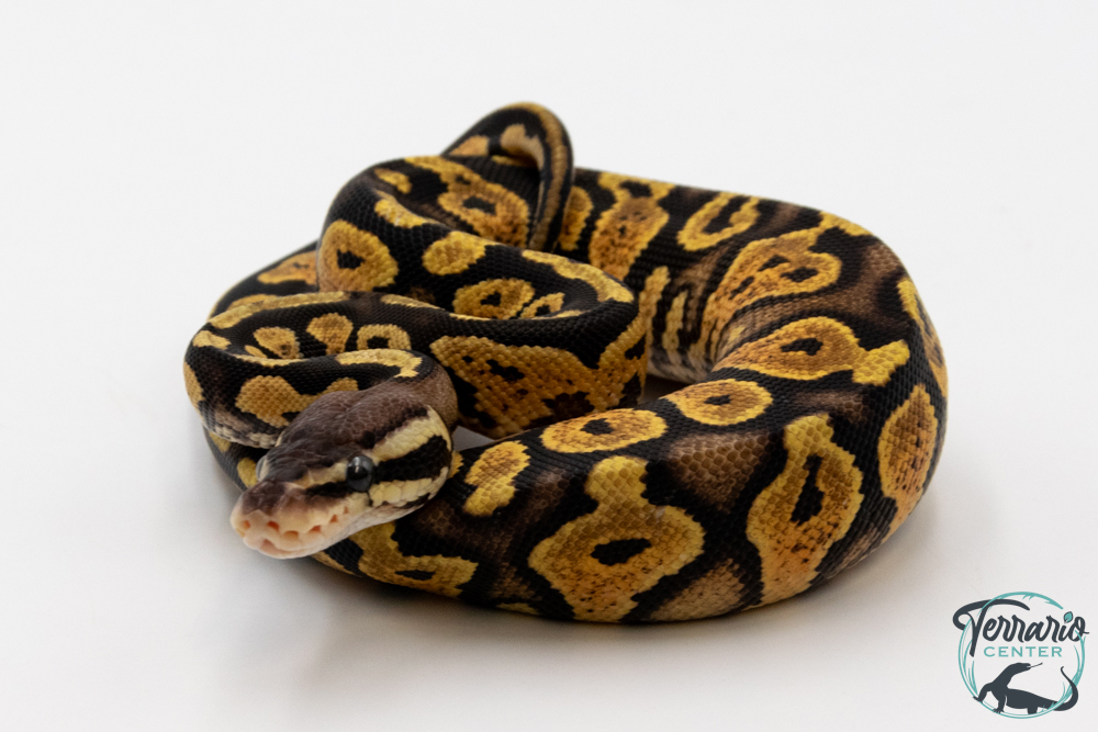 Python royal - Python regius Pastel Yellow Belly