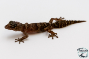 Paroedura ibityensis - Gecko terrestre d'Ibity