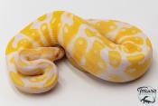Python royal - Python regius Albinos