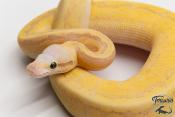 Python royal - Python Regius Vanilla Scream Lesser Pinstripe