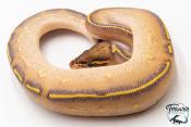 Python royal - Python regius Highway