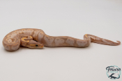 Python royal - Python regius Banana Sugar