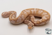 Python royal - Python regius Banana Sugar Pastel