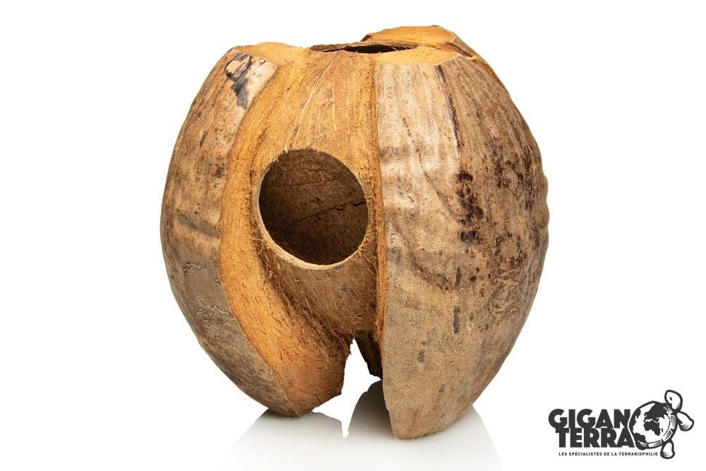 Coconut hamster - Type 2