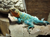 Crotaphytus collaris collaris Wichita Mountains - Lézard à collier 