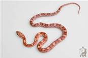 Serpent des blés - Pantherophis guttatus Motley