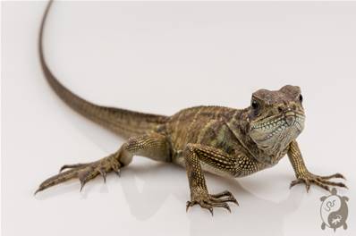 Hydrosaurus Amboinensis - Hydrosaure d'Amboine