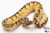 Python royal - Python regius Butter Pastel Yellow Belly
