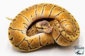Python royal - Python regius Lemon Blast