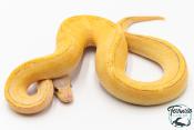 Python royal - Python regius Highway Lemon Blast