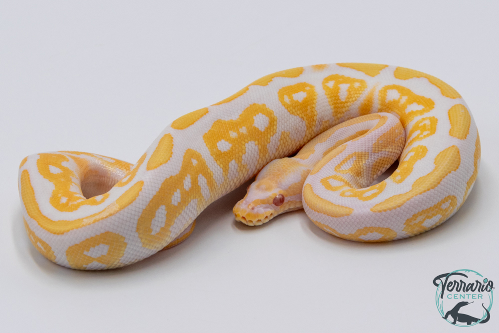 Python royal - Python regius Albinos Black Pastel
