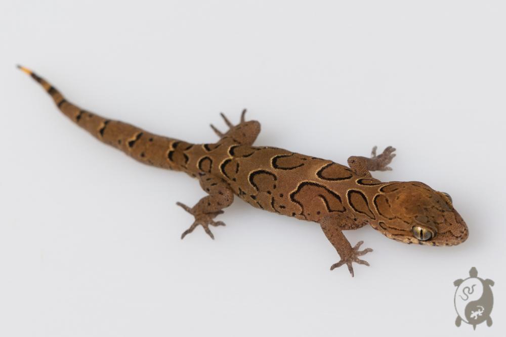 Geckoella nebulosus - Gecko indien assombri 02