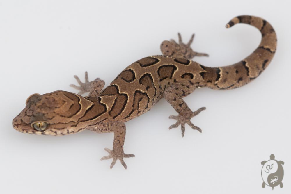 Geckoella nebulosus - Gecko indien assombri 06