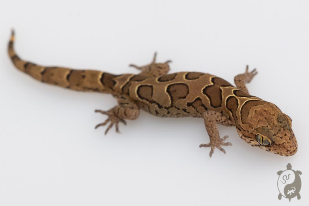 Geckoella nebulosus - Gecko indien assombri 07