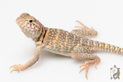 Crotaphytus collaris collaris Wichita Mountains - Lézard à collier 