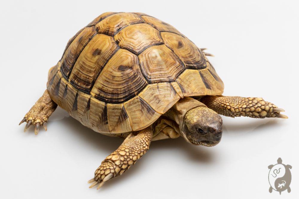 Tortue d'Hermann Testudo hermanni boettgeri High Yellow Femelle 2017 12,5cm 400g Tortue d'Hermann Testudo hermanni boettgeri High Yellow Femelle 2017 12,5cm 400g
