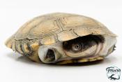 Pelomedusa subrufa – Péloméduse roussâtre - 04