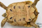 Tortue d'Hermann - Testudo hermanni boettgeri Yellow 18-20cm