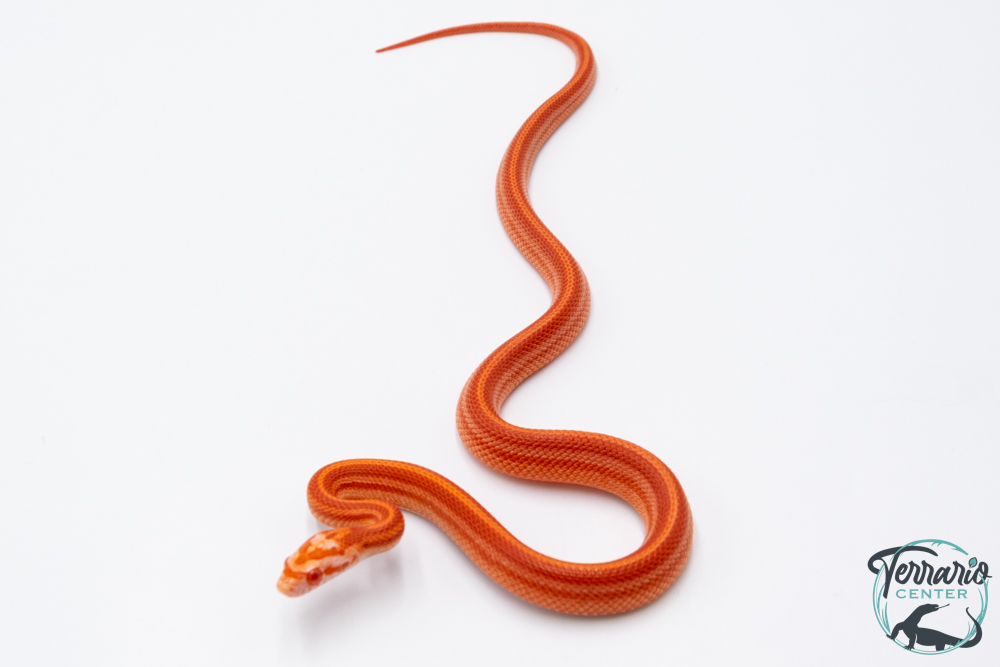 Serpent des blés - Pantherophis guttatus Tessera amela ligne
