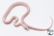 Serpent des blés - Pantherophis guttatus Palmetto