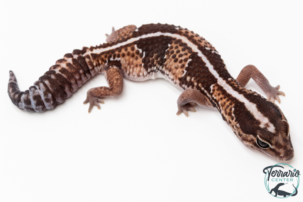 Hemitheconyx caudicinctus - Gecko à queue grasse - Femelle &#9792; A7