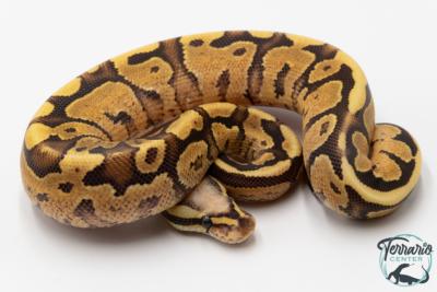 Python royal - Python regius Super Vanilla