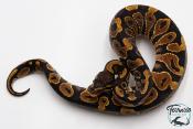 Python royal - Python regius Yellow Belly
