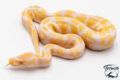 Python royal - Python regius Albinos