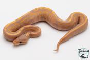 Python royal - Python regius Banana Black Pastel Yellow Belly