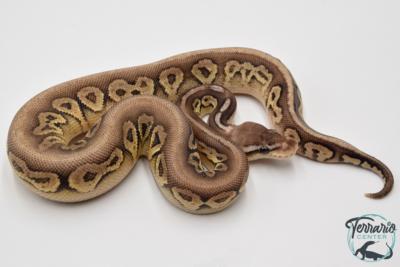 Python Royal - Python regius Pewter