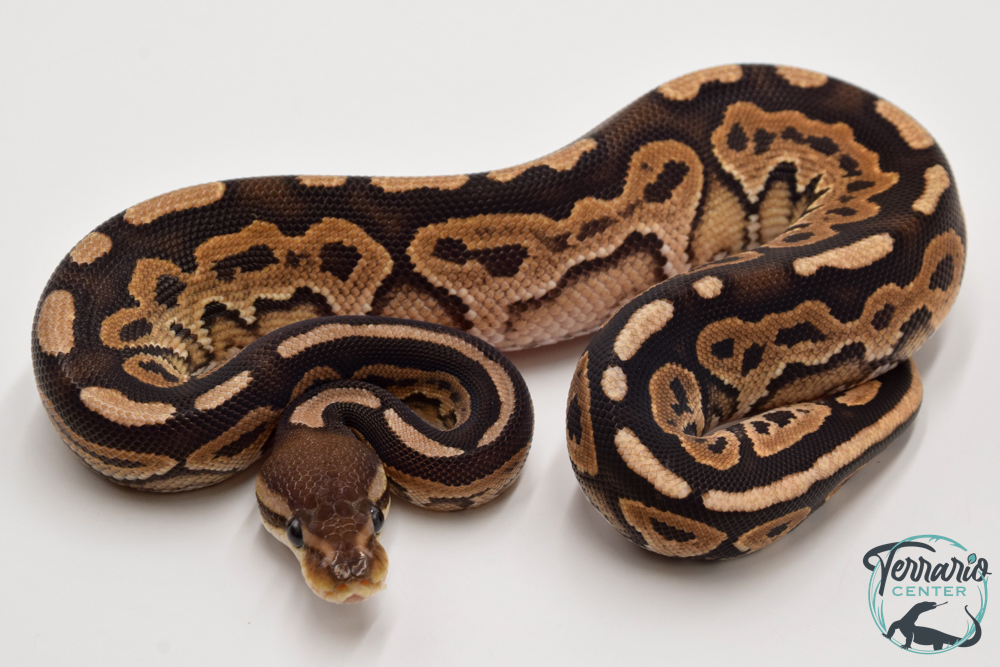 Python royal - Python regius Cinnamon