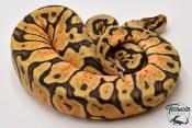 Python royal - Python regius Woma Pastel Yellow Belly