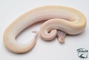 Python royal - Python regius Super Mojave