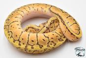 Python royal - Python regius Lemon Blast Yellow Belly
