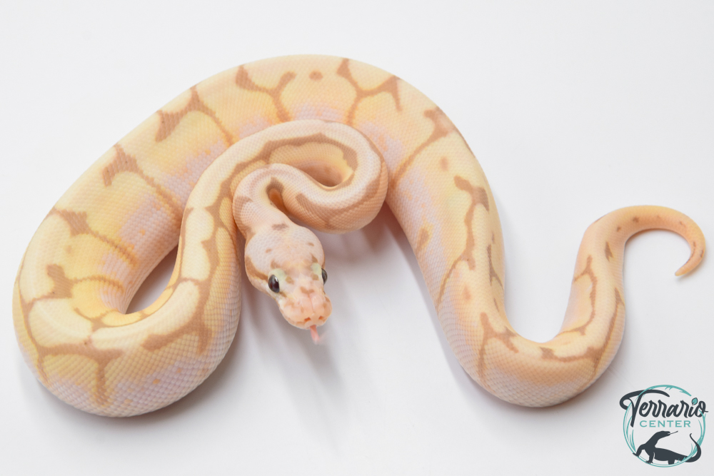 Python royal - Python regius Banana Bumblebee