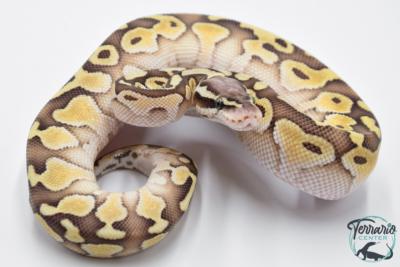 Python royal - Python regius Butter Pastel